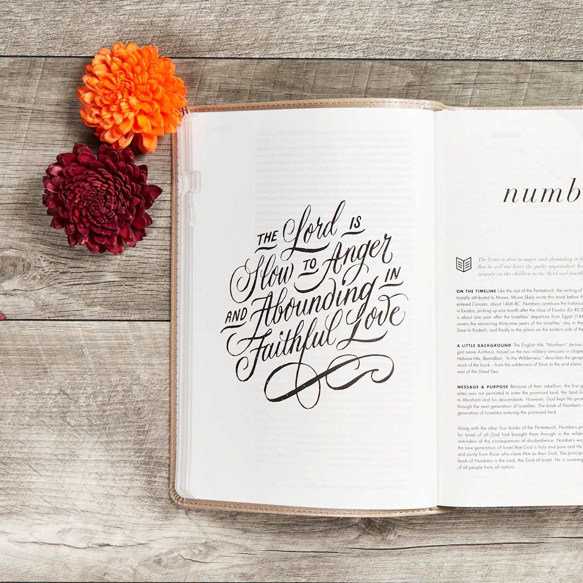 CSB She Reads Truth Bible, Champagne Gold LeatherTouch